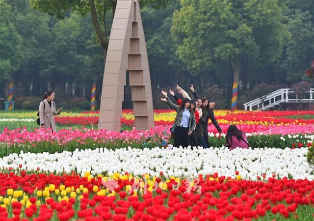 臨空港鬱金香盛開 吸引萬名市民賞