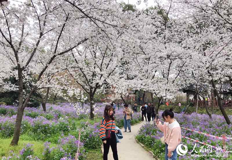 湖北武漢：萬名遊客週末紛至遝來賞櫻花