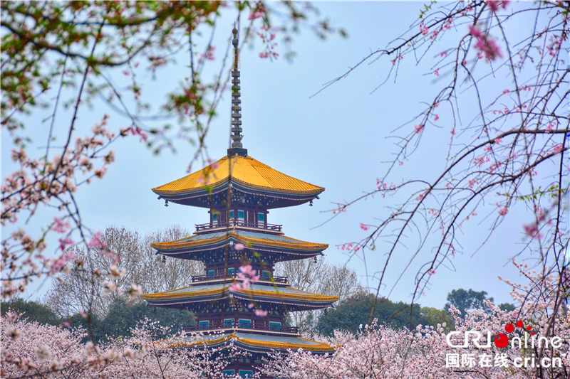 【湖北】【CRI原創】武漢東湖櫻園：賞櫻正當時