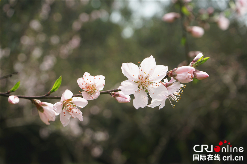 【湖北】【CRI原創】桃花灼灼 武漢植物園春色怡人