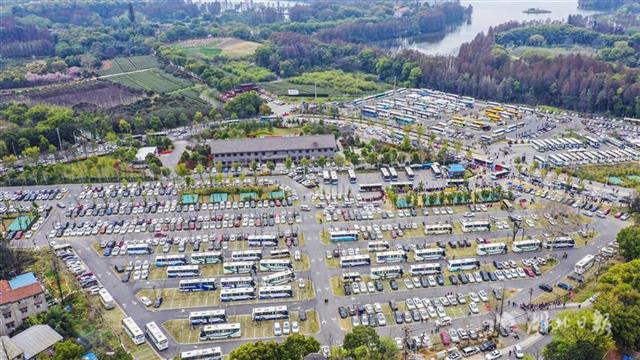 東湖櫻花園5天接待遊客逾20萬人次 停車場一位難求