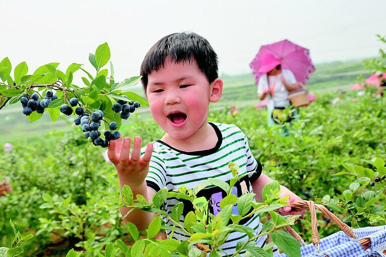 300多個田園綜合體攪熱安陸