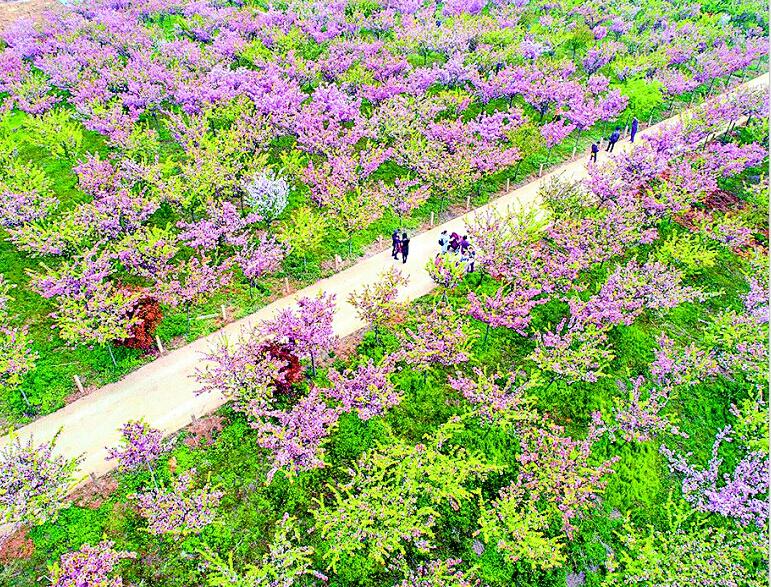 300多個田園綜合體攪熱安陸