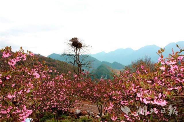 長陽木瓜花文化旅遊節開幕 小木瓜成長為億元大産業