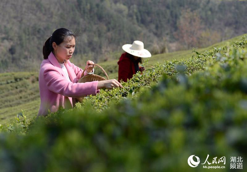 湖北保康：明前茶飄香 茶農採茶忙