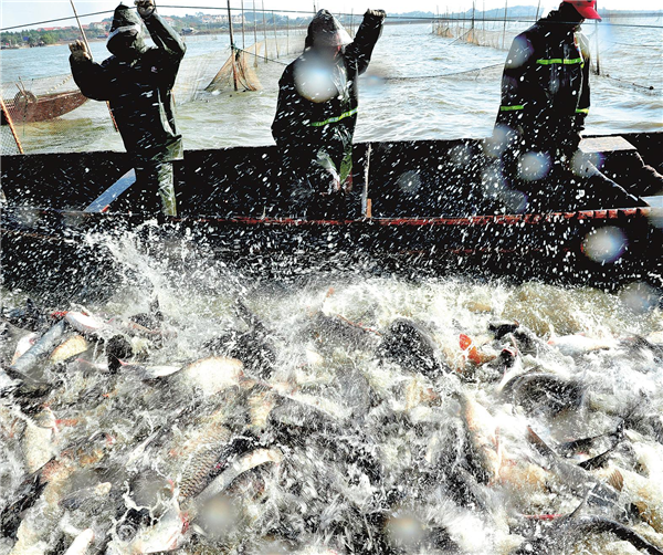 武穴湖魚遠銷“長三角”