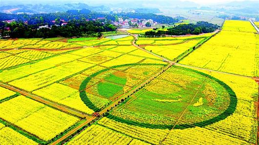 鹹安打造百公里油菜花示範帶