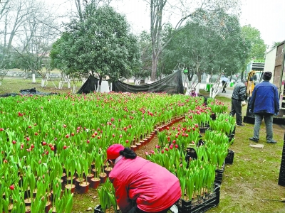 武漢各公園、景點活動菜單出爐 看舞龍舞獅 領免費門票