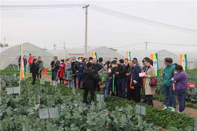 湖北武漢召開西蘭苔種植觀摩會