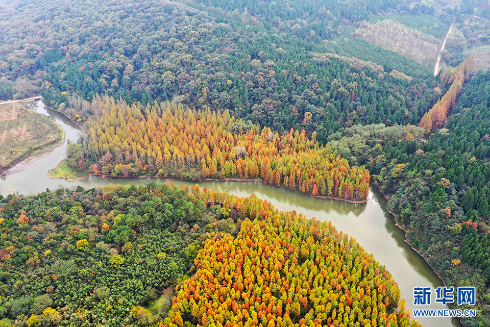 荊門紅杉林：美若油畫 燦如雲霞