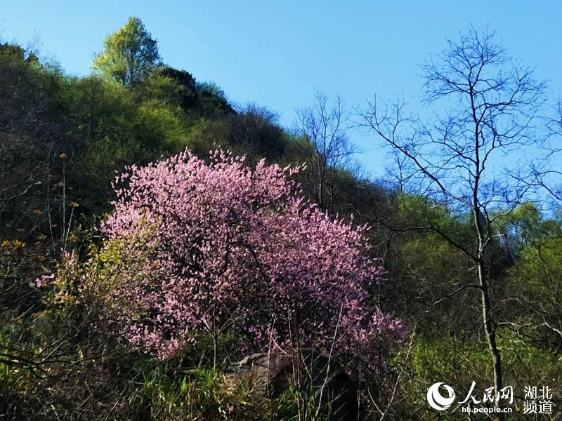 湖北麻城龜峰山百花迎春