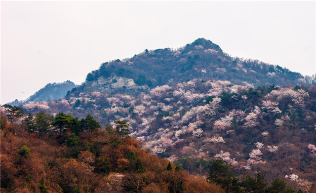 【湖北】【客戶稿】麻城龜峰山景區百花迎春（組圖）