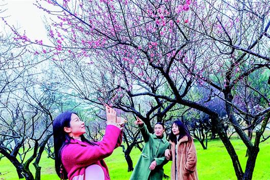 東湖梅花節開幕