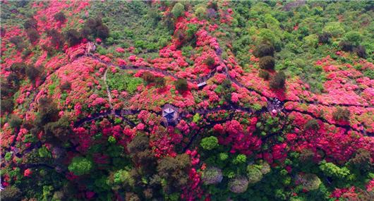 【湖北】【客戶稿件】清明小長假將至 麻城龜峰山景區百花迎春引客來