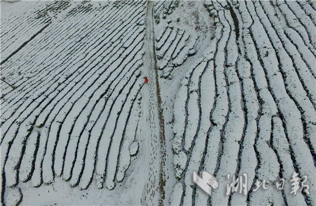 襄陽：雪潤茶園 宛如畫卷