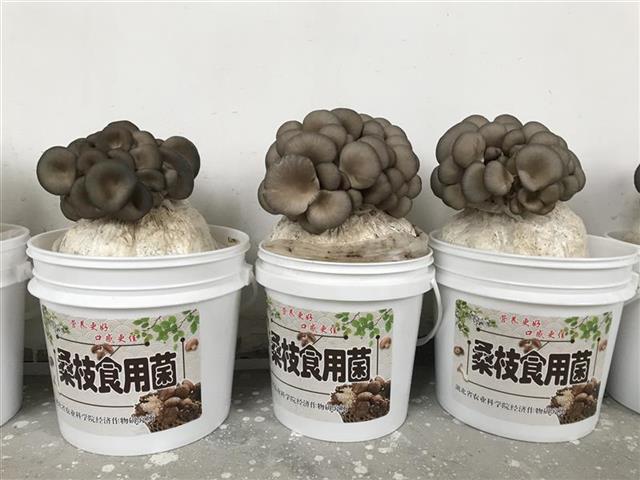 了這個小桶 可以在家摘鮮平菇吃!