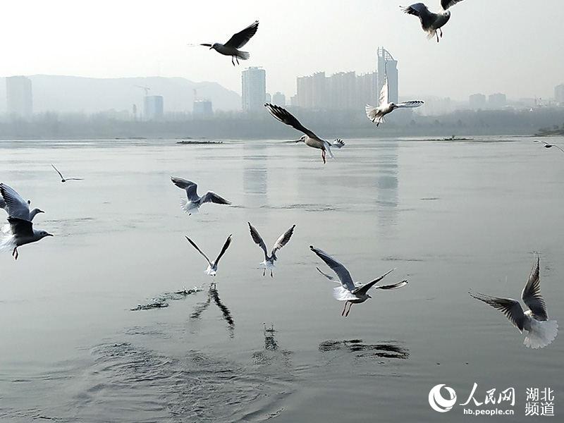 冬日暖陽 丹江口江鷗翩飛成美景