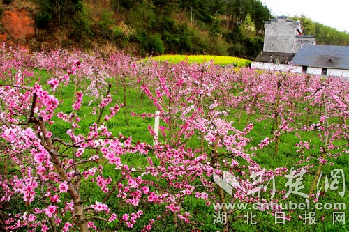 千畝桃花映紅竹山大溪村