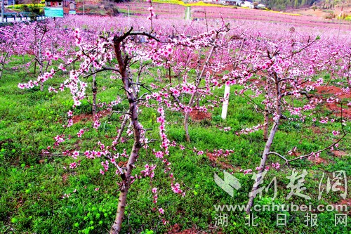 千畝桃花映紅竹山大溪村