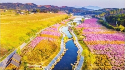 3000畝格桑花4月底盛放成花海