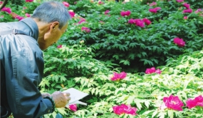 “江南牡丹第一園”全國花開最早