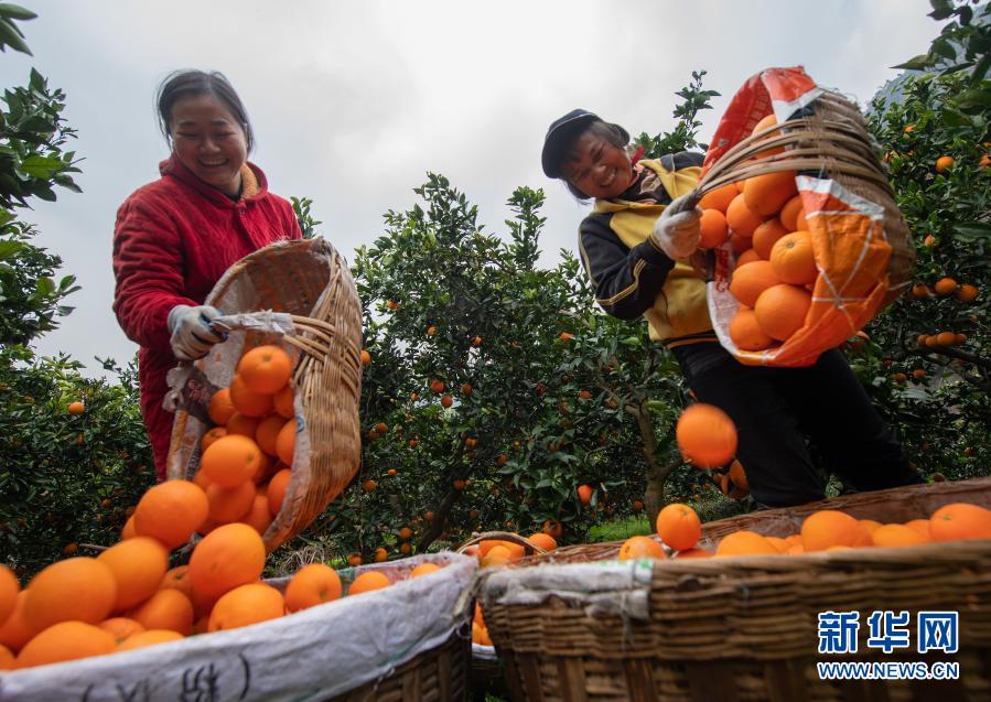 湖北秭歸：臍橙飄香助增收