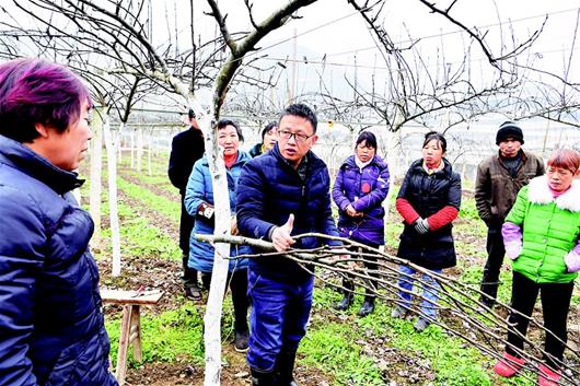 湖北省農科院伍濤博士山區梯田上種出“泉水梨”