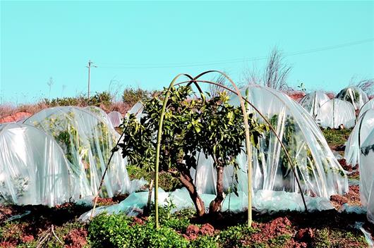 武當山下打造精品橘園