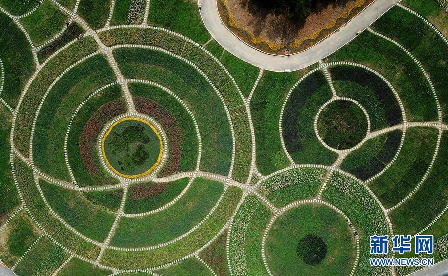 大山深處 鬱金香開