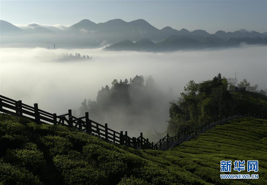 湖北恩施：霧鎖茶園似仙境