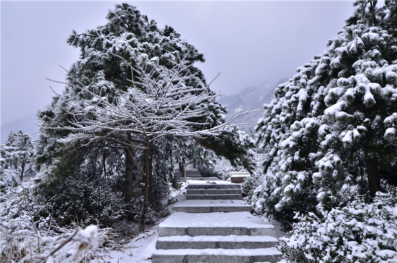 【B】雪後龜峰山 美景更嬌艷（組圖）_fororder_林間小道   攝影余淑荷