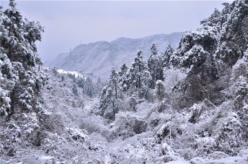 【B】雪後龜峰山 美景更嬌艷（組圖）_fororder_銀裝素裹   攝影余淑 荷