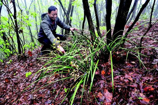 麻城專人守護野生蘭草