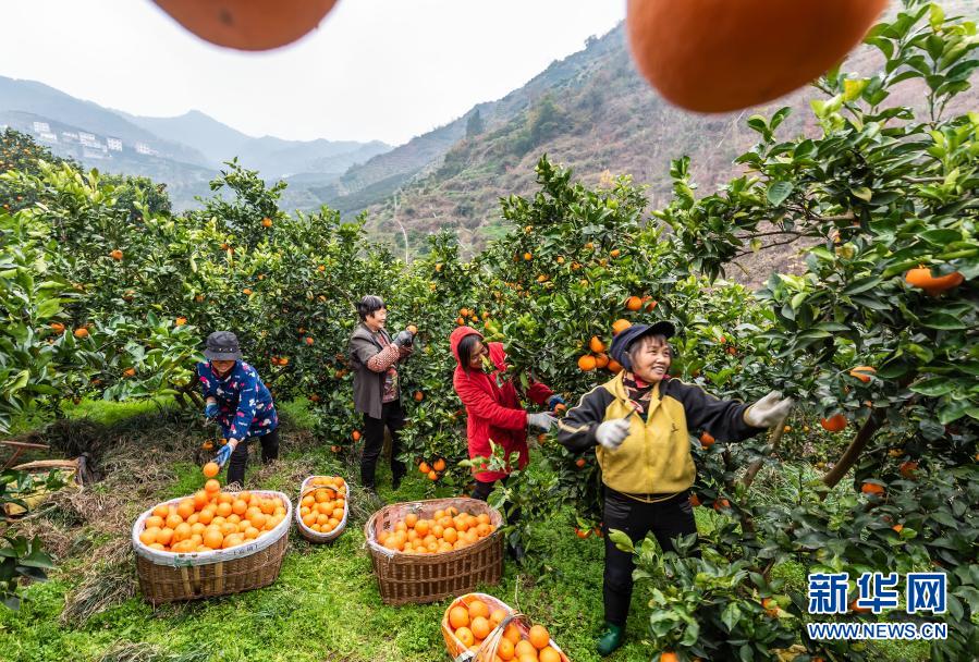 湖北秭歸：臍橙飄香助增收