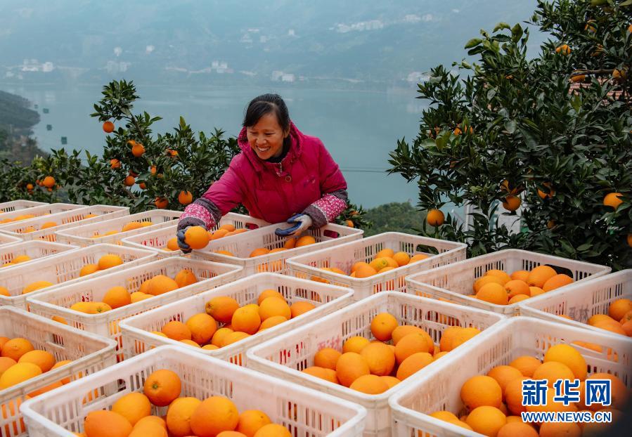 湖北秭歸：臍橙飄香助增收