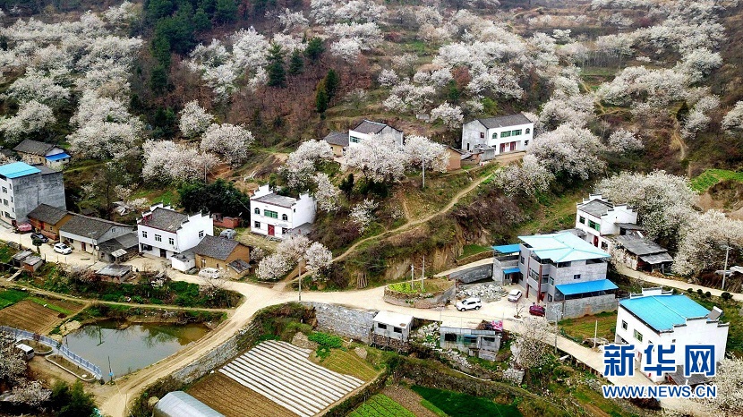 櫻桃花開 春山可望