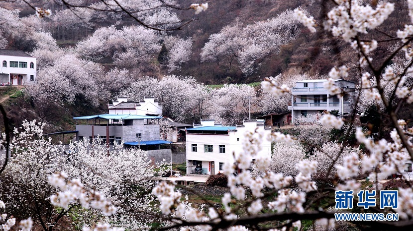 櫻桃花開 春山可望