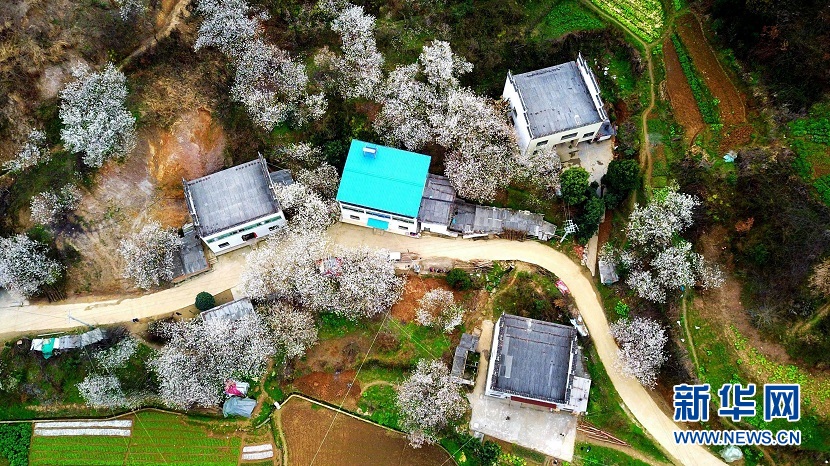 櫻桃花開 春山可望