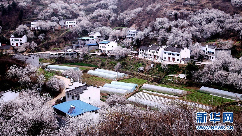 櫻桃花開 春山可望