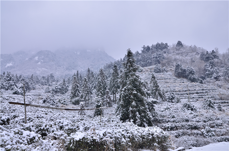 【B】雪後龜峰山 美景更嬌艷（組圖）_fororder_龜山雲霧  攝影余淑荷