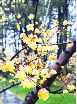 東湖蠟梅花開六成 細雨探梅更有詩意