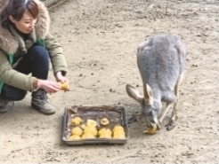 動物們吃花式“湯圓”過節 小熊貓喜歡雞蛋餡