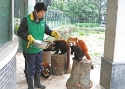 動物們吃花式“湯圓”過節 小熊貓喜歡雞蛋餡