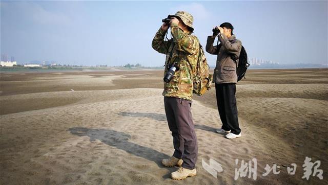 武漢三環內連續7年發現國家一級保護瀕危鳥類黑鸛種群