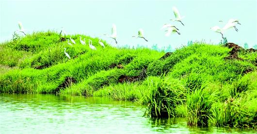 孝感朱湖濕地公園鷺鳥在嬉戲