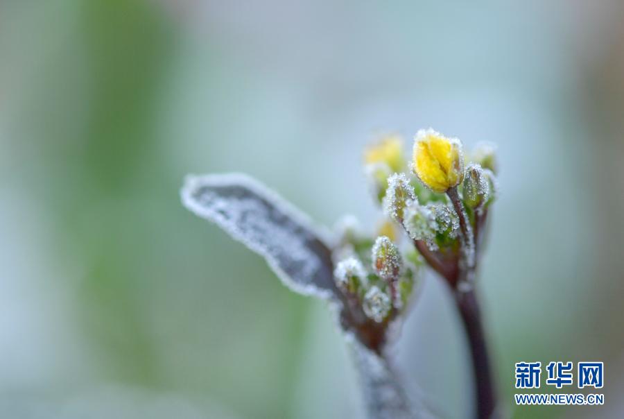 湖北恩施：臘月“霜花”美