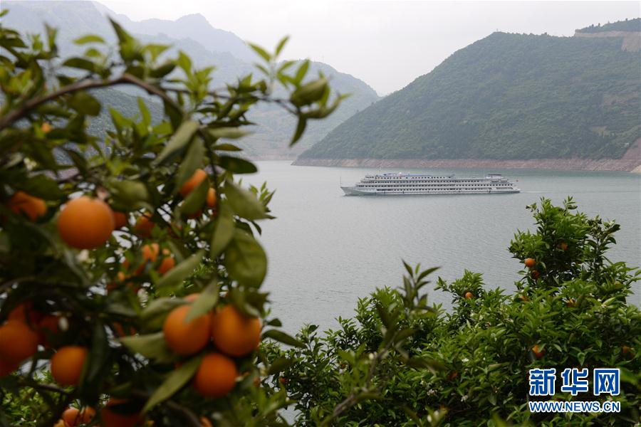 湖北秭歸夏橙成熟上市