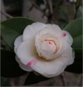 一朵花上有白、粉兩種顏色 快來龍王廟公園賞復色山茶花