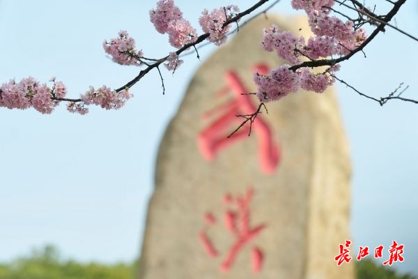 武漢東湖櫻園早櫻開了