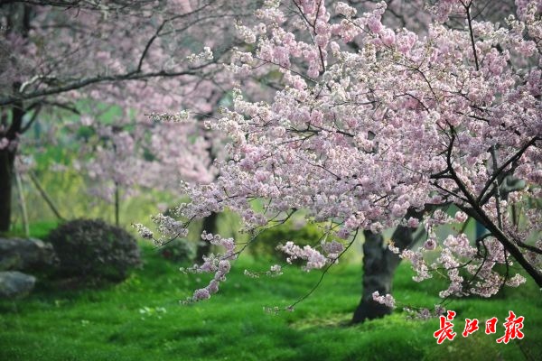 武漢東湖櫻園早櫻開了